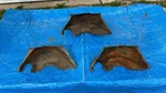 3 Chevrolet Powerglide Automatic Transmission Flexplate Inspection Dust Covers. Fixed Price $99.90.
